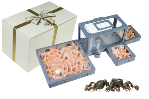 Zestaw prezentowy z Modułowe AntLove nr 10 z Messor barbarus. Super wybór dla początkujących hodowców mrówek