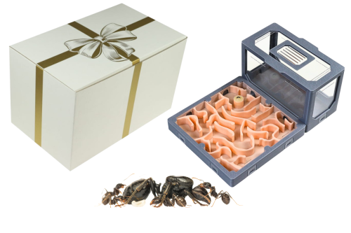 Zestaw nr 3 Modułowe AntLove z mrówkami