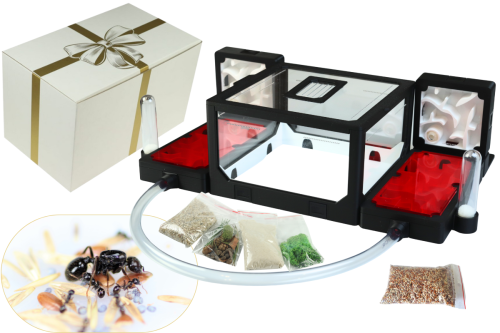 Zestaw Prezentowy BlackAnt 14 z Messor barbarus od AntCenter