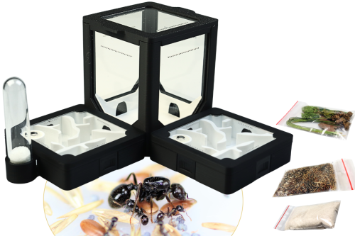 Modułowy zestaw do hodowli mrówek nr 5 od Antcenter- mrówki do wyboru