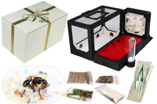 Zestaw prezentowy BlackAnt nr 15 z mrówkami Messor barbarus gotowy do wręczenia od firmy AntCenter