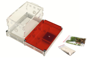 Kit: Formicarium White House with ant colony to be chosen