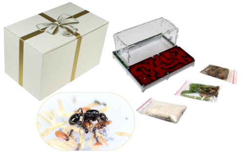 Formikarium Green House II z wystrojem oraz kolonią mrówek Messor barbarus w opakowaniu prezentowym. Pokrywa czerwona do wyboru pod ceną produktu.