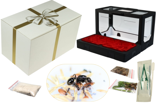 Zestaw Prezentowy BlackAnt nr 2 z mrówkami i czerwoną pokrywą od AntCenter
