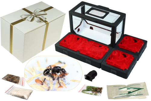 Zestaw Prezentowy BlackAnt nr 11 z mrówkami od AntCenter
