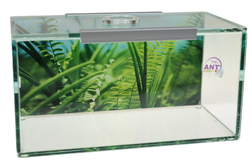 Szklana, kolorowa arena Dream do hodowli mrówek w domu od AntCenter