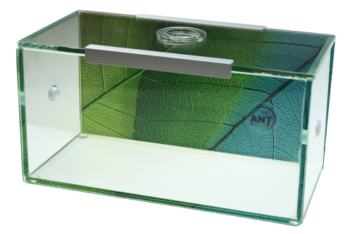 Szklana kolorowa arena Garden do hodowli mrówek w domu od AntCenter