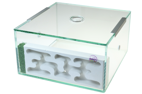 Formikarium gipsowe LUBI - NEXT STEP do hodowli mrówek w domu, od AntCenter