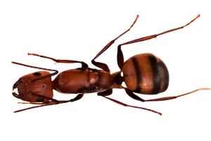 Camponotus nicobarensis