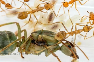 Oecophylla smaragdina – Weaver Ant Queen with Colony