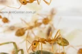 Mrówki Oecophylla smaragdina (odmiana zielona) -  robotnice