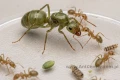 Mrówki Oecophylla smaragdina (odmiana zielona) - Królowa, robotnice, pokarm dla mrówek