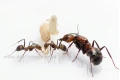 Królowa Camponotus nicobarensis z robotnicami