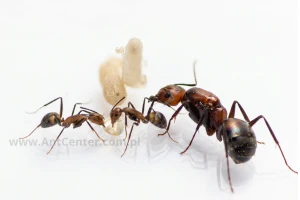 Camponotus nicobarensis