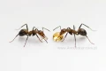 Robotnice Camponotus nicobarensis