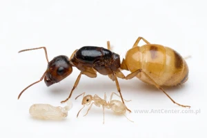 Camponotus Fedtschenkoi
