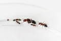 Kolonia mrówek- Królowa Crematogaster Scutellaris i robotnice