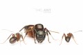 Camponotus ligniperda- największa mrówka Europy