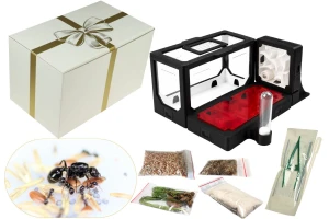  BlackAnt Gift Set No. 15 with Ants – Messor barbarus
