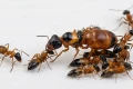 Kolonia mrówek Opisthopsis rufithorax