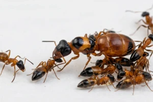 Opisthopsis rufithorax – Strobe Ant Queen with Colony