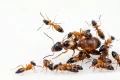 Kolonia mrówek Opisthopsis rufithorax- Królowa i robotnice