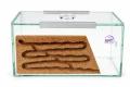 Formikarium korkowe Brand- widok z przodu.webp
