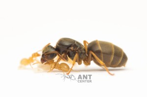 Lasius flavus