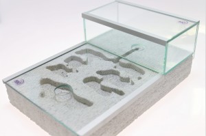 Formicarium HERKULES 2 with ants Messor barbarus ( size of the colony to choose) + free sand + free decor elements