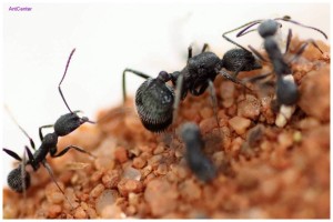 Aphaenogaster senilis ( queen plus about 50 workers)