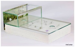 Formicarium Herkules 2 with FOREST finishings