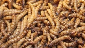 Wood eater insects- capacity 120 ml