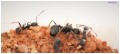 Aphaenogaster senilis- kolonia mrówek.JPG