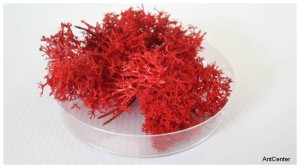 Tufts of moss - red color
