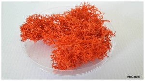 Tufts of moss - orange color