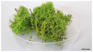 Tufts of moss -  green color