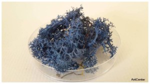 Tufts of moss - blue color