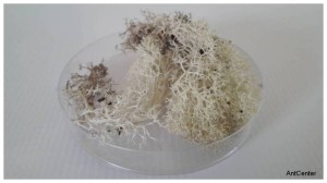 Tufts of moss - ivory color