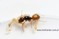 Mrówki Camponotus turkenistanus - Królowa , robotnice i poczwarki