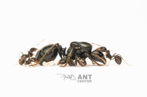 Messor barbarus 