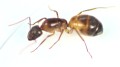 Camponotus nylanderi