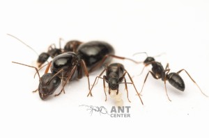 Camponotus aethiops