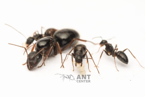 Camponotus aethiops