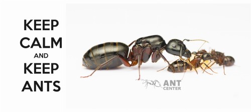 Kubek z napisem "Keep calm and keep ants"