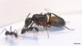 Camponotus cruentatus