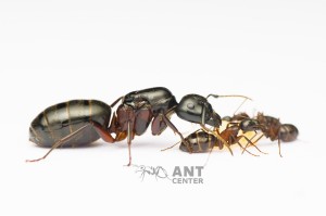 Camponotus herculeanus