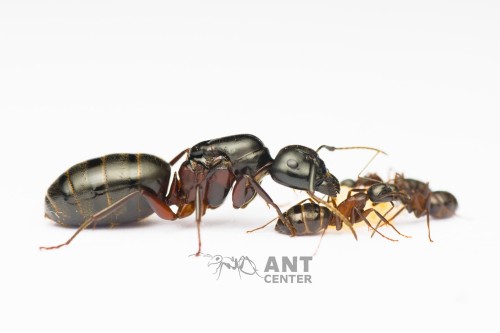 Camponotus herculeanus