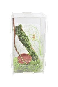 Mantisarium 10x10x18 cm with green moss