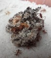 Acromyrmex coronatus