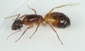 Camponotus nylanderi